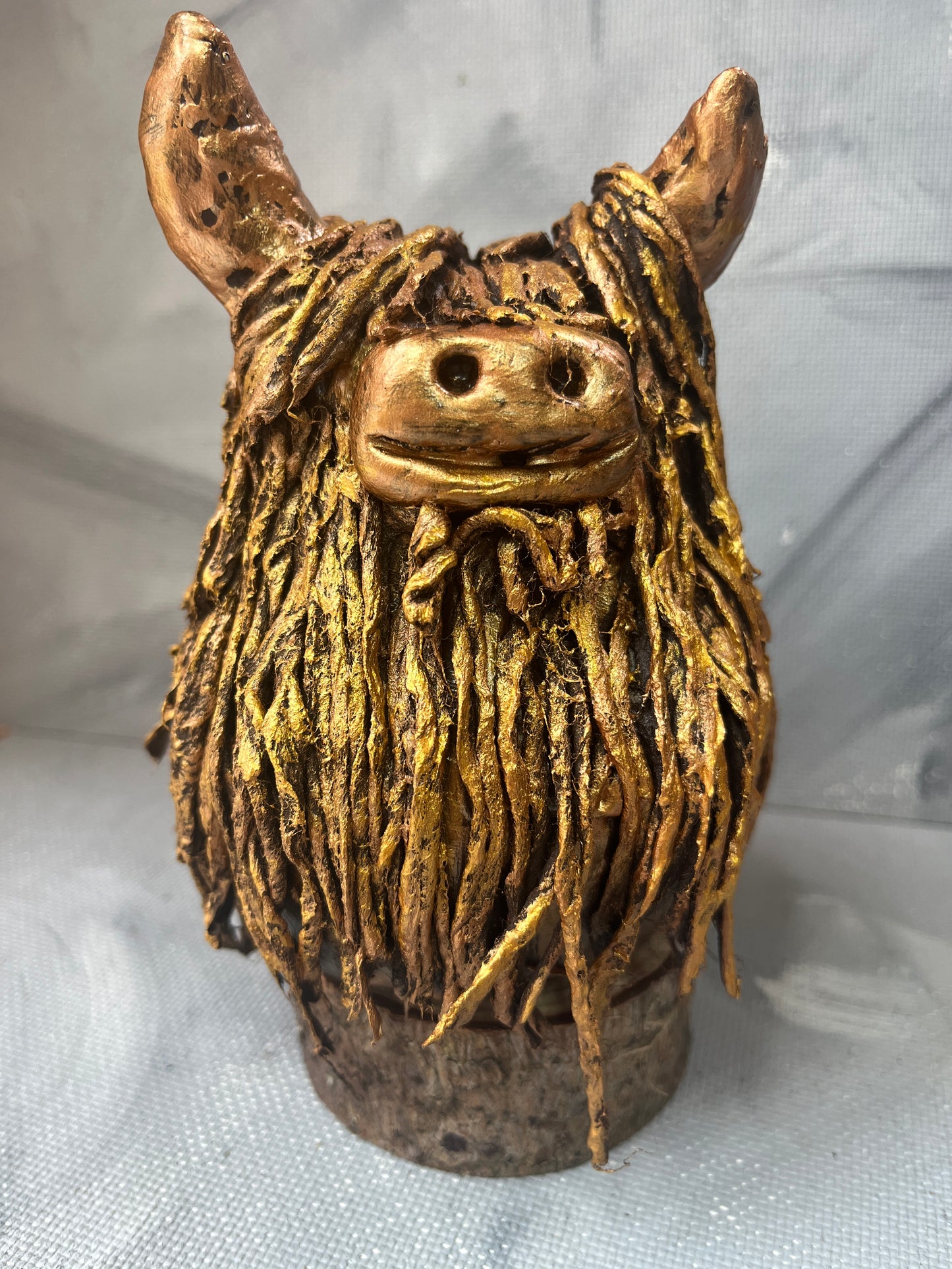 Highland coo