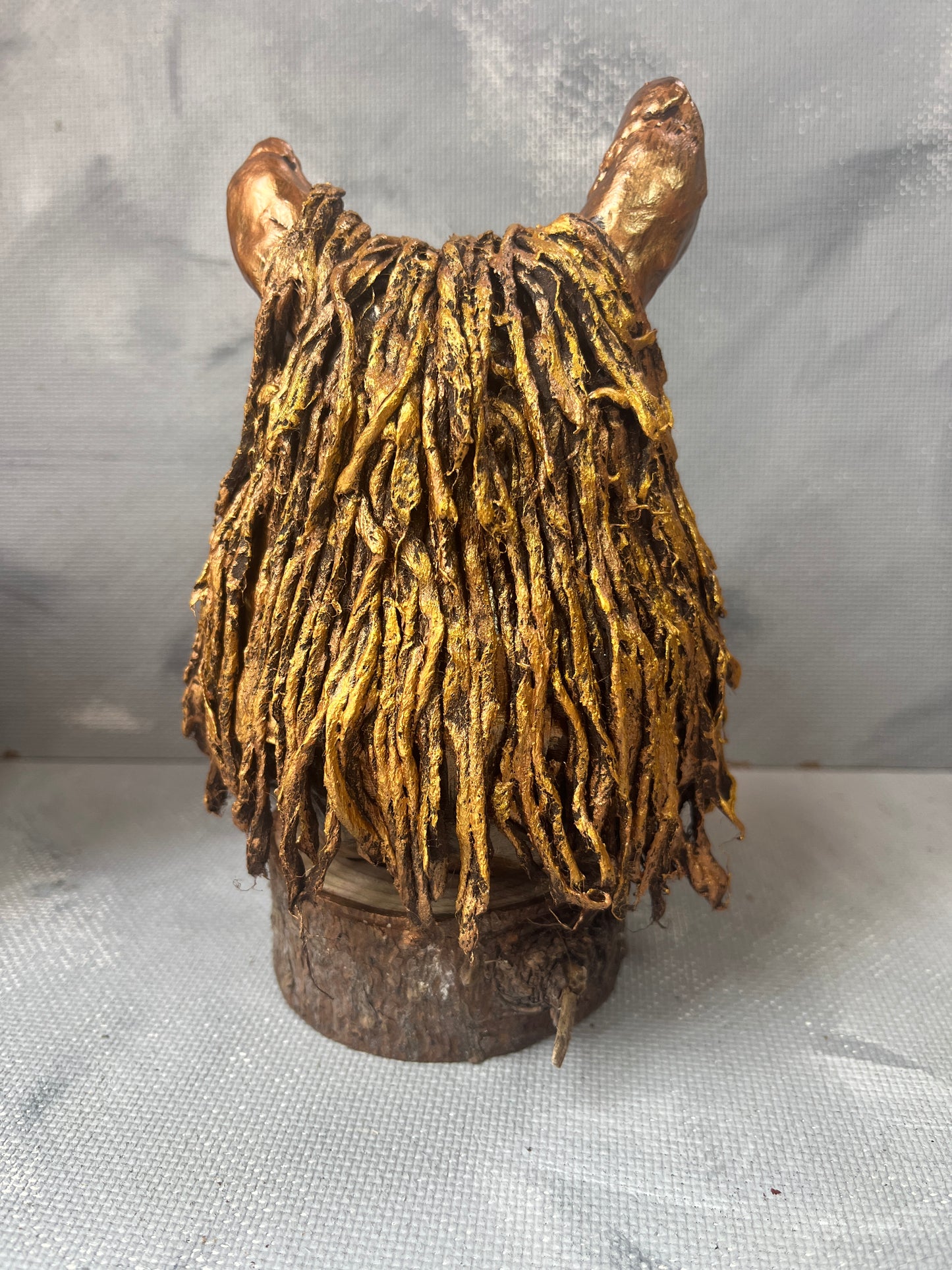 Highland coo