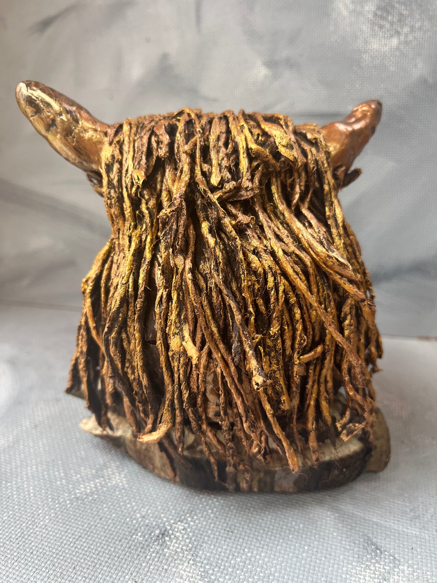 Highland coo